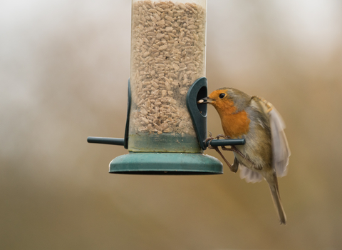 Robin on bird feeder by Janet Packham