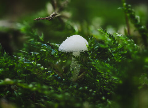 Fungi - Dewdrop Bonnet