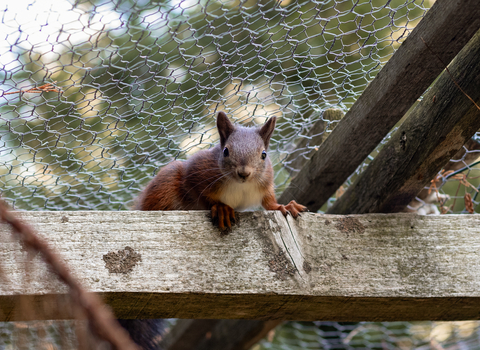 Nutkin the red squirrel at Formby, by A.J.Critch Wildlife