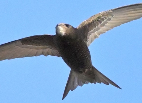 Swifts 