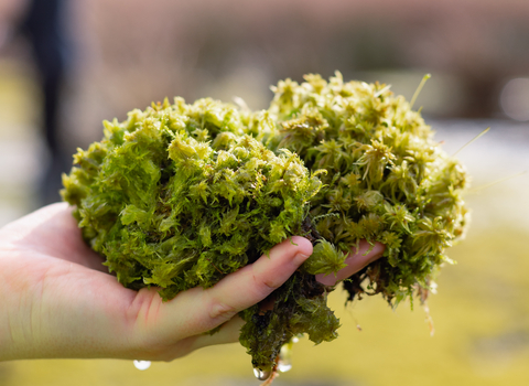 A handful of sphagnum cuspidatum