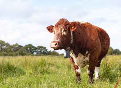 Cow at Lunt Meadows Nature Reserve