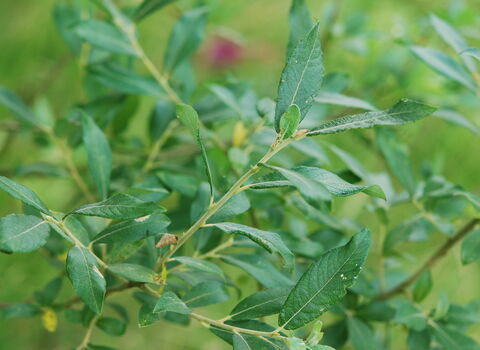 Grey willow branch with long slender dark green leaves