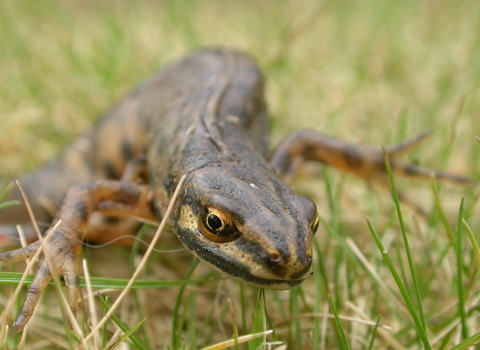 A smooth newt creeps through some short grass