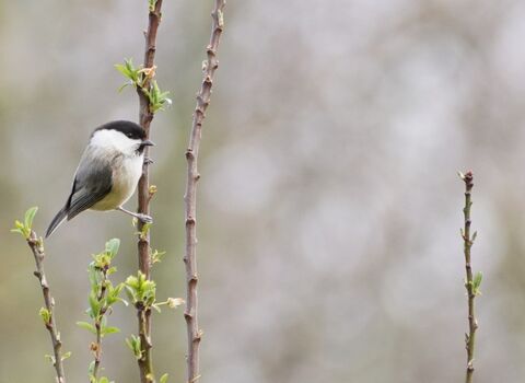 Willow tit