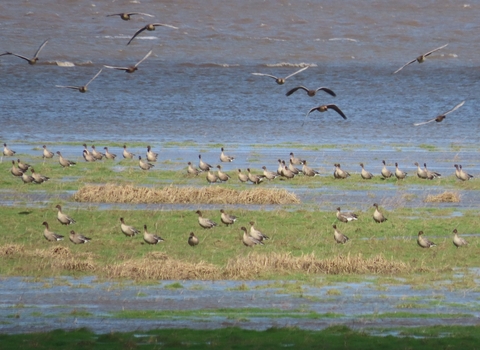 Pink footed geese being moved by the tide