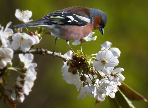 A male chaffinch perched on a branch of white blossom