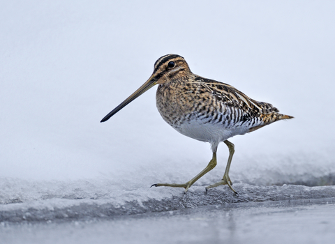 A common snipe. Credit Andy Rouse