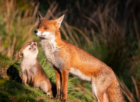 Admiration - Fox and cub