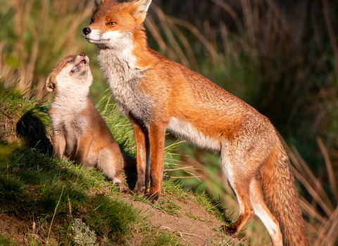 Admiration - Fox and cub