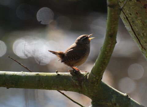 A wren singing on a tree branch