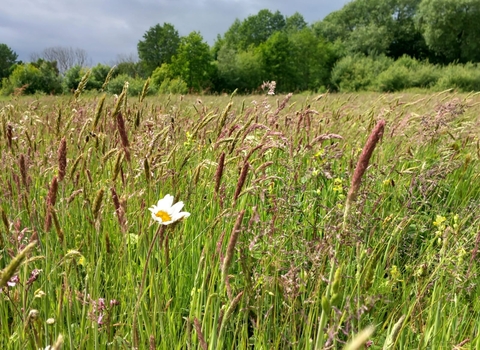 A wildflower meadow at Lunt Meadows in summer, there are different types of grasses and flowers blowing in the breeze including a prominent ox-eyed daisy