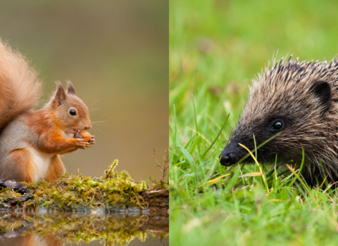 red squirrel eating a nut on a log on the left and a hedgehog in the grass on the right
