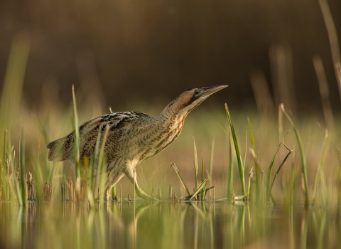 Bittern at Brockholes by Jamie Hall