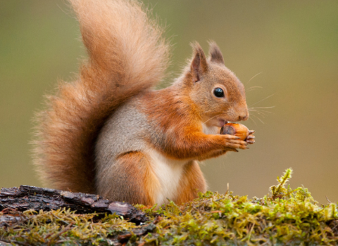 red squirrel eating a nut on a log