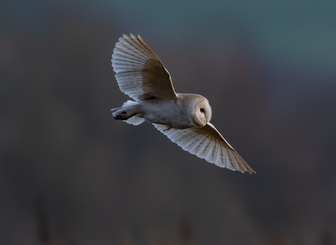 Barn owl at Brockholes. Credit Craig Smith