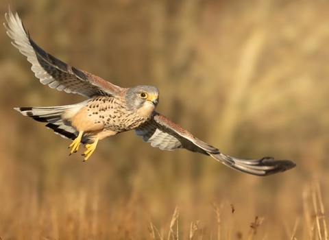 Kevin the kestrel at Brockholes. Credit Joe Bennett
