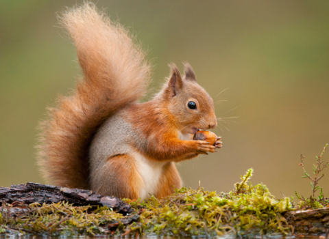 close up of a red squirrel eating a nut on a log