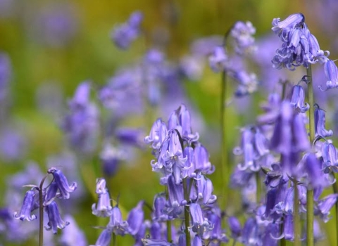 Beautiful bluebells. Credit Laura Cronin