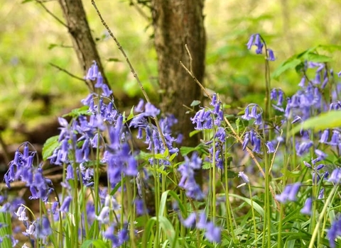 Bluebells at Boilton Wood. Credit Laura Cronin