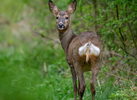 Roe deer at Brockholes Credit Steve Liptrot Photography