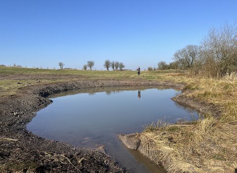 A newly dug pond at Cutacre