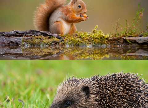 Red squirrel eating a nut and a hedgehog on grass