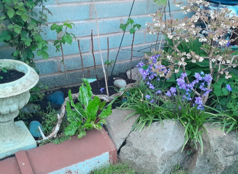 A raised garden bed with a mix of plotted plants, bluebells and flowering shrubs against a brick wall