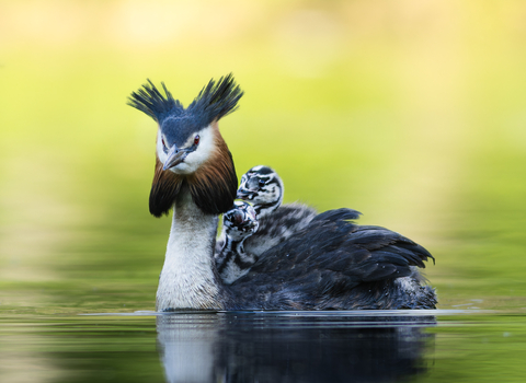 Grebe and Chicks, Brockholes 