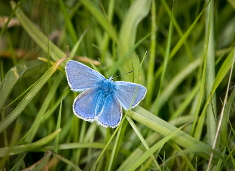 Common Blue