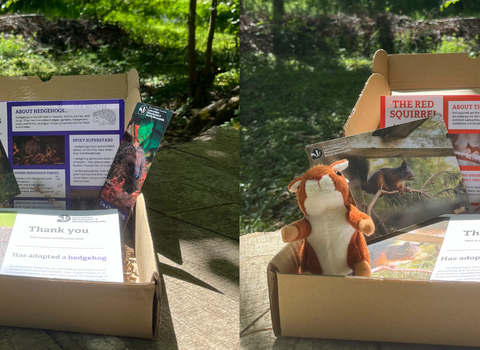 Hedgehog and red squirrel adopt a species packs with a woodland background