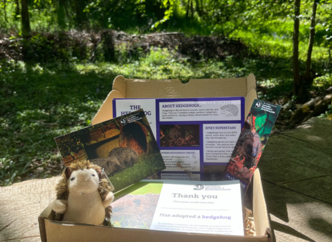 Hedgehog adopt a species pack - Brockholes 