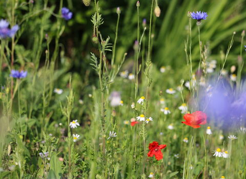 Wildflowers