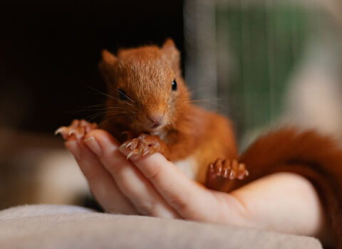 A close up of Houdini the red squirrel hit being held