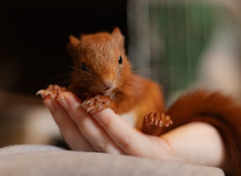 A close up of Houdini the red squirrel hit being held