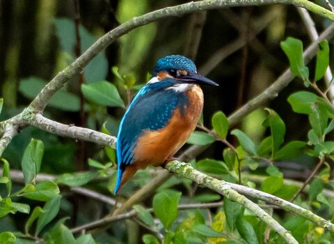 Kingfisher on a tree branch at Brockholes Credit Craig Smith