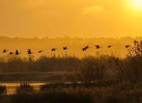 Misty Sunrise at Lunt Meadows entered into the photography competition 2025
