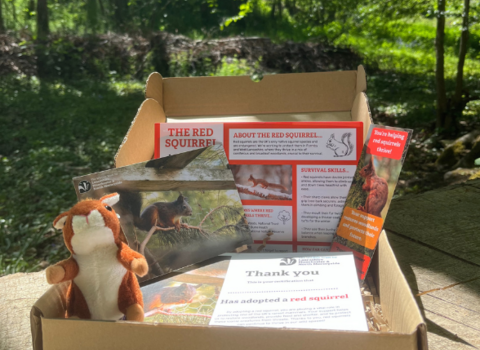 Red squirrel adoption pack with woodland background