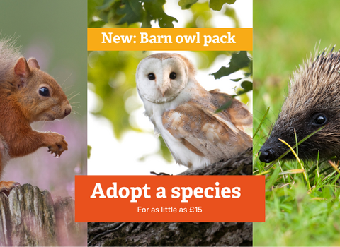 Red squirrel, barn owl and hedgehog with text - New: Barn owl pack, Adopt a species, for as little as £15