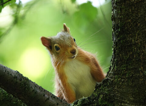 Red Squirrel taken at Freshfield Dune Heath - Oct 25 photo competition 