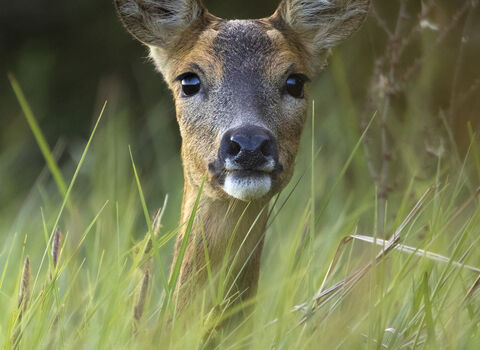 Deer peeping its head out of the grass Credit with Thanks Jon Hawkins