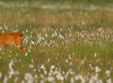 Male roe buck in a meadow Credit Mark Hamblin/2020VISION