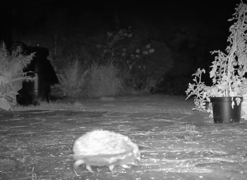 A hedgehog walking across a garden at night