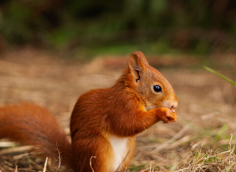 Houdini nibbling a nut in the soft release pen
