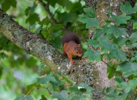 Tweeddale Red Squirrel in Tree