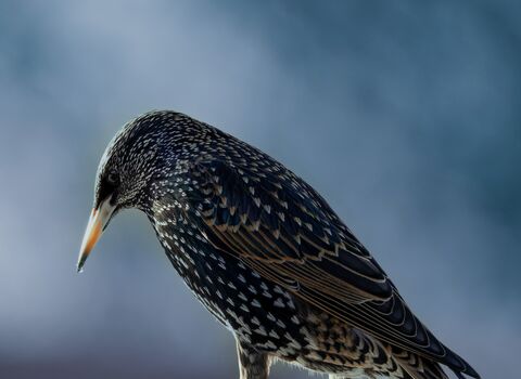 January 2026 Photo Comp - Starling up close at Brockholes 