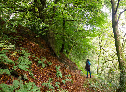 Woman looking up at a tree in a woodland