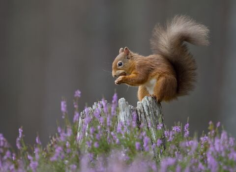Red squirrel perches on tree stump