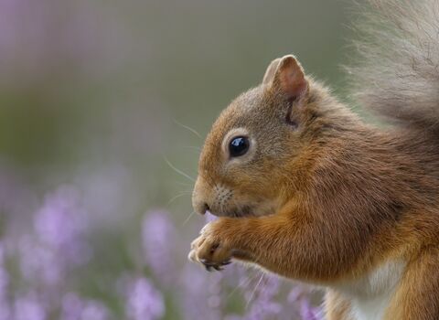 A red squirrel nibbling a nut in a field of heather