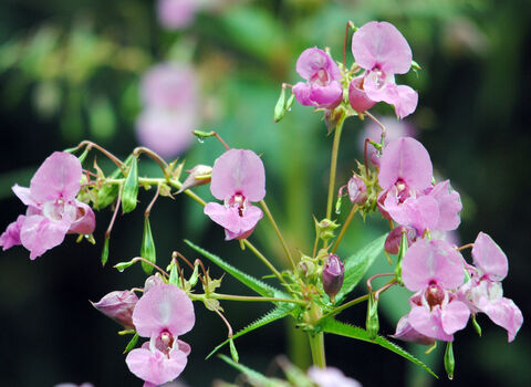Closeup of the flowers of himalayan balsam